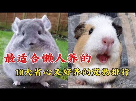 什麼動物可以養|15 種適合養在房間的寵物推薦！偷養在房間、適合小。